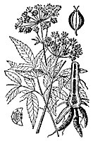 hemlock_7619_sm.gif