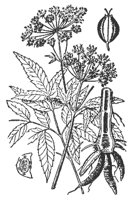 hemlock_7619_md.gif