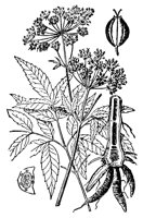 hemlock_7619_lg.gif