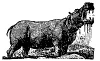 hippopotamus_7622_sm.gif