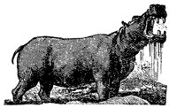 hippopotamus_7622_md.gif