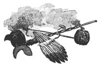 indian_pipes_7699_md.gif