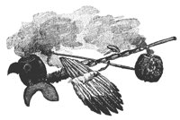 indian_pipes_7699_lg.gif