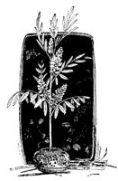 indigo_7713_md.gif