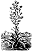 pita_plant_8052_th.gif
