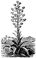 pita_plant_8052_sm.gif