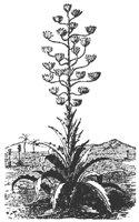 pita_plant_8052_md.gif