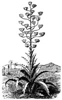 pita_plant_8052_lg.gif