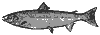 atl_salmon_8058_th.gif