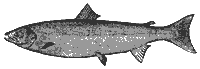 atl_salmon_8058_sm.gif