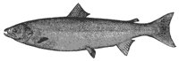 atl_salmon_8058_md.gif