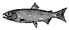 ca_salmon_8059_th.gif