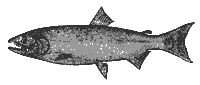 ca_salmon_8059_sm.gif