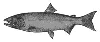 ca_salmon_8059_md.gif