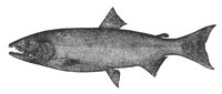 ca_salmon_8059_lg.gif