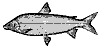 whitefish_8060_th.gif