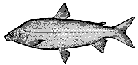 whitefish_8060_sm.gif