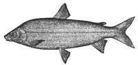 whitefish_8060_md.gif