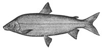 whitefish_8060_lg.gif