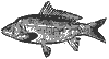 carp_8062_th.gif