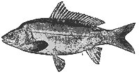 carp_8062_sm.gif