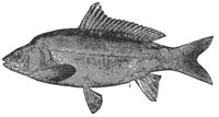 carp_8062_md.gif
