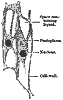 veg_cell_8122_th.gif