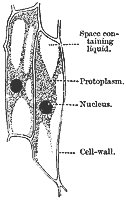 veg_cell_8122_sm.gif