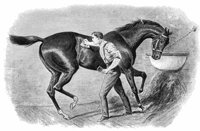 groom_horse_8185_md.gif