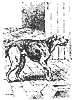 dog_8187_th.gif