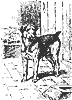 dog_8188_th.gif