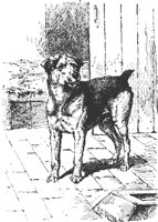 dog_8188_md.gif