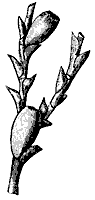 hydro_spore_8231_sm.gif