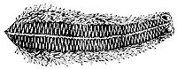 star_fish_8240_sm.gif