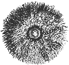 sea_urchin_8241_th.gif