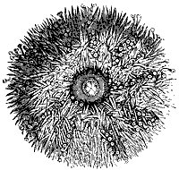 sea_urchin_8241_sm.gif