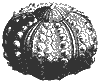 sea_urchin_8242_th.gif