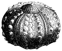 sea_urchin_8242_sm.gif