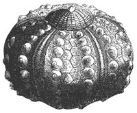 sea_urchin_8242_md.gif