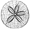 sand_dollar_8243_th.gif