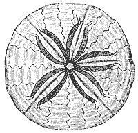 sand_dollar_8243_sm.gif
