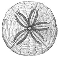 sand_dollar_8243_lg.gif