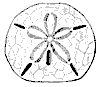 key_urchin_8244_th.gif