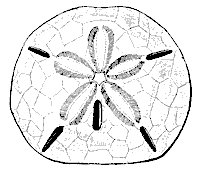 key_urchin_8244_sm.gif