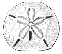 key_urchin_8244_md.gif