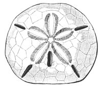 key_urchin_8244_lg.gif