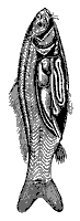 carp_inside_8253_sm.gif