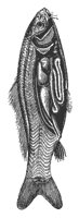 carp_inside_8253_md.gif