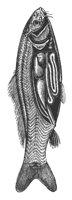 carp_inside_8253_lg.gif