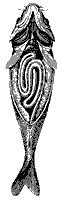 carp_8254_sm.gif